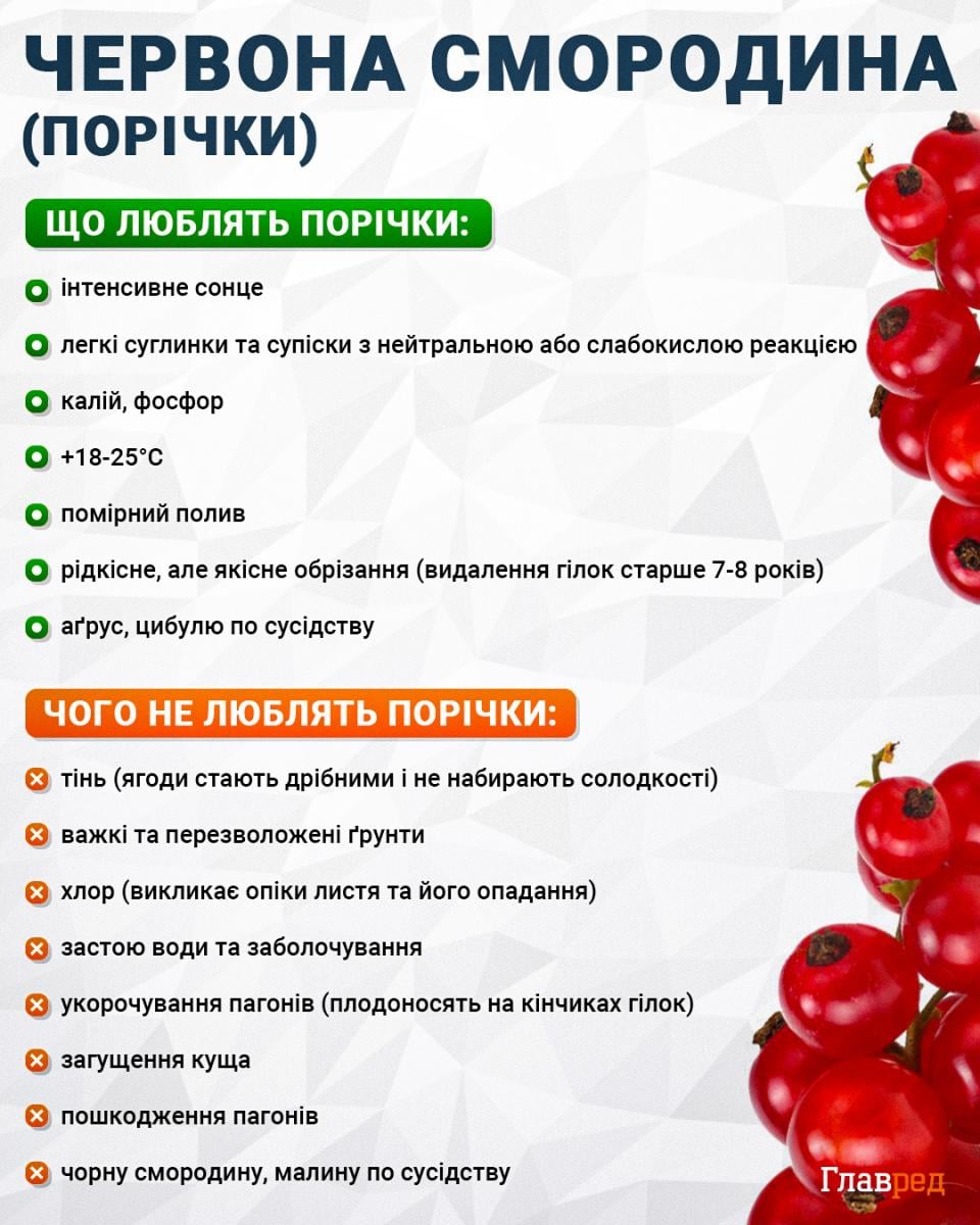 Смородина буде усипана ягодами: що зробити з кущами після збору врожаю