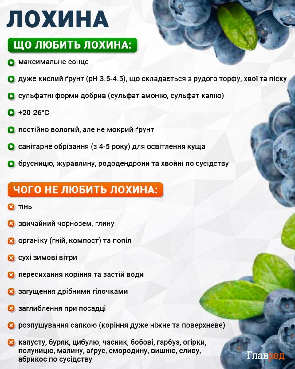 Посадка лохини: авторська методика вирощування без траншей та зайвих зусиль