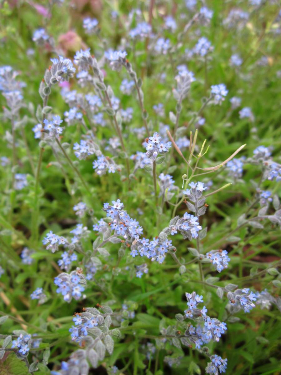 Польова незабудка (Myosotis arvensis)