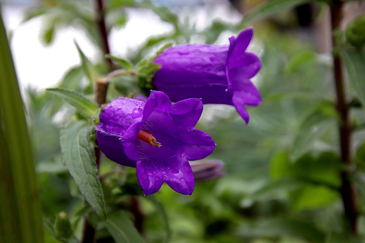 Дзвіночок кропив'янистий (Campanula trachelium)