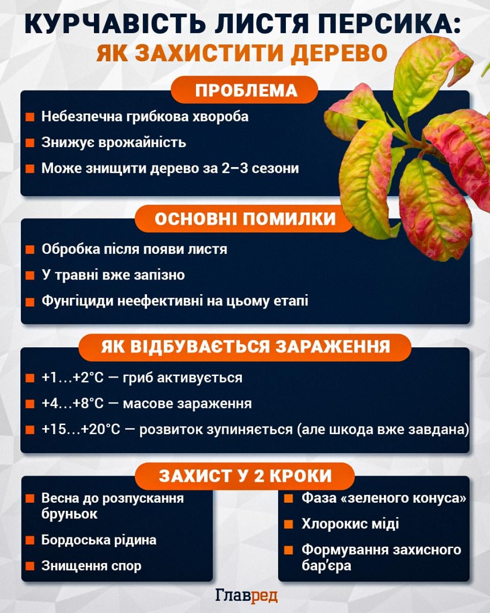 Курчавість листя персика - як захистити дерево 
