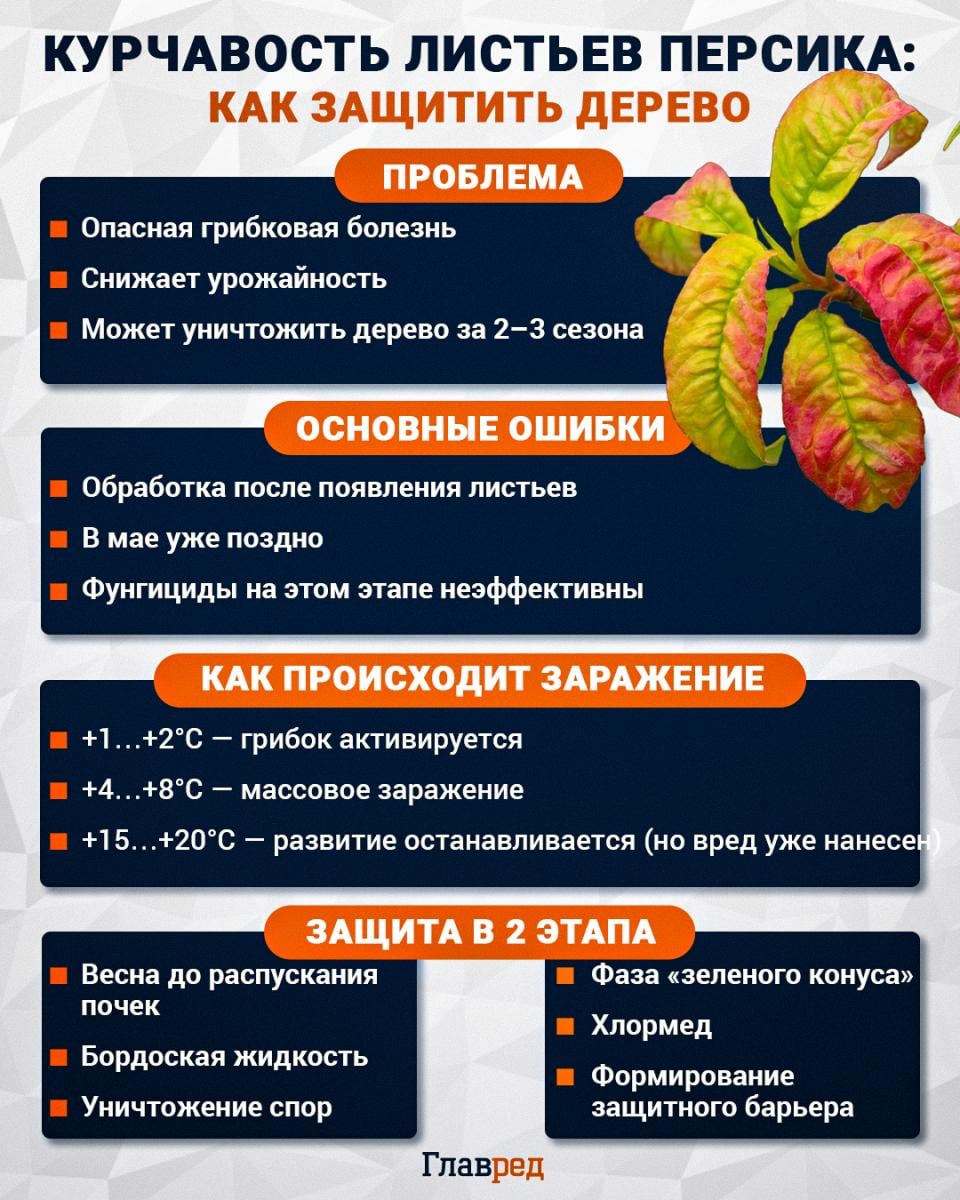 Курчавость листьев персика - как защитить дерево 