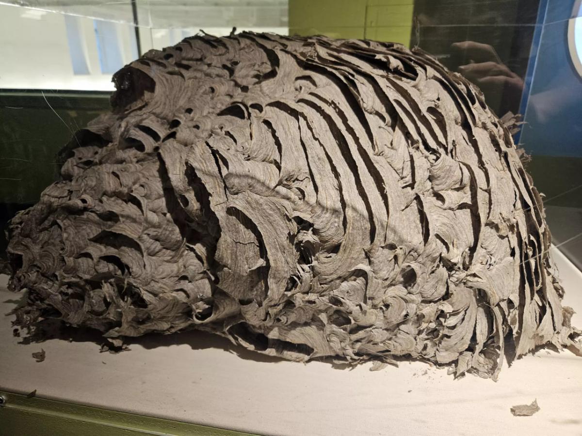 На горищі будинку знайшли гніздо ос розміром з монстра — як воно виглядало