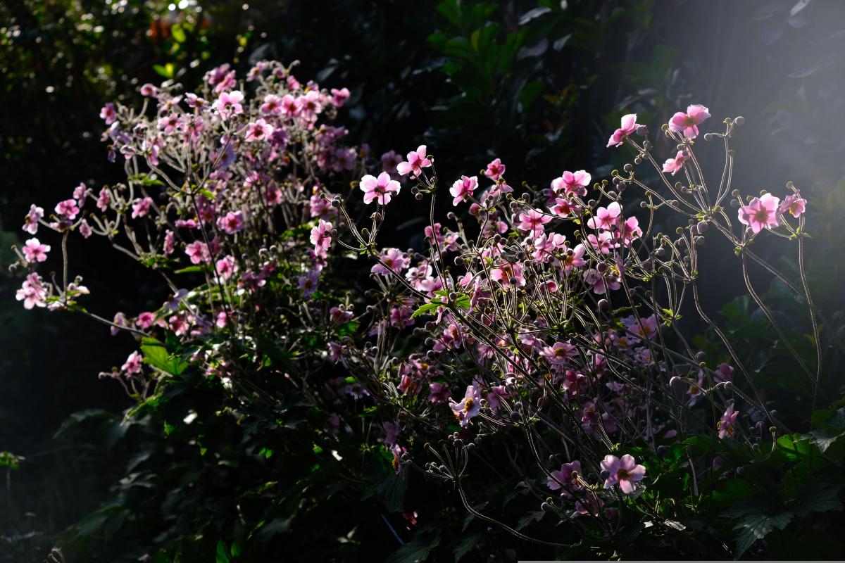 Японські анемони 