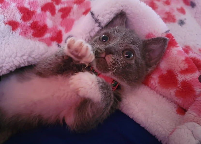 Кошеня відкинули через 