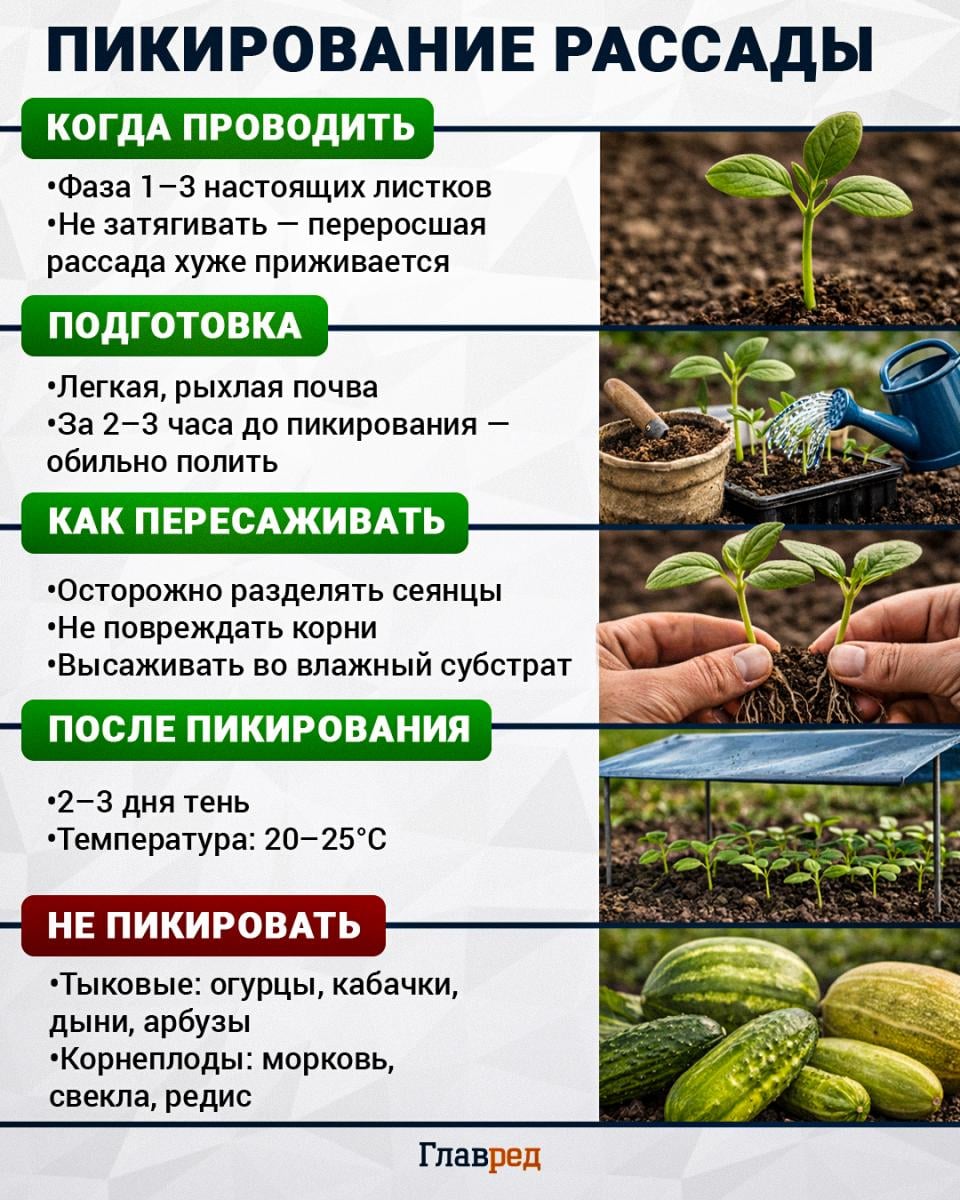 Пикирование рассады