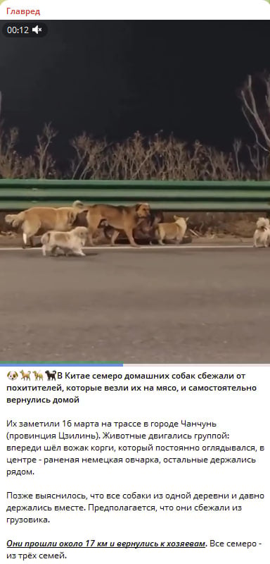 Собаки втекли від викрадачів і подолали 17 кілометрів - зворушлива історія Собаки втекли від викрадачів і подолали 17 кілометрів - зворушлива історія