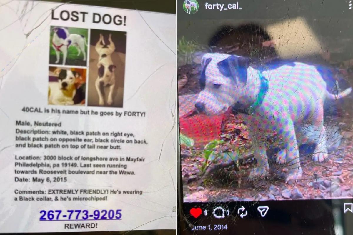 Понад 10 років родина не могла знайти улюбленого пса