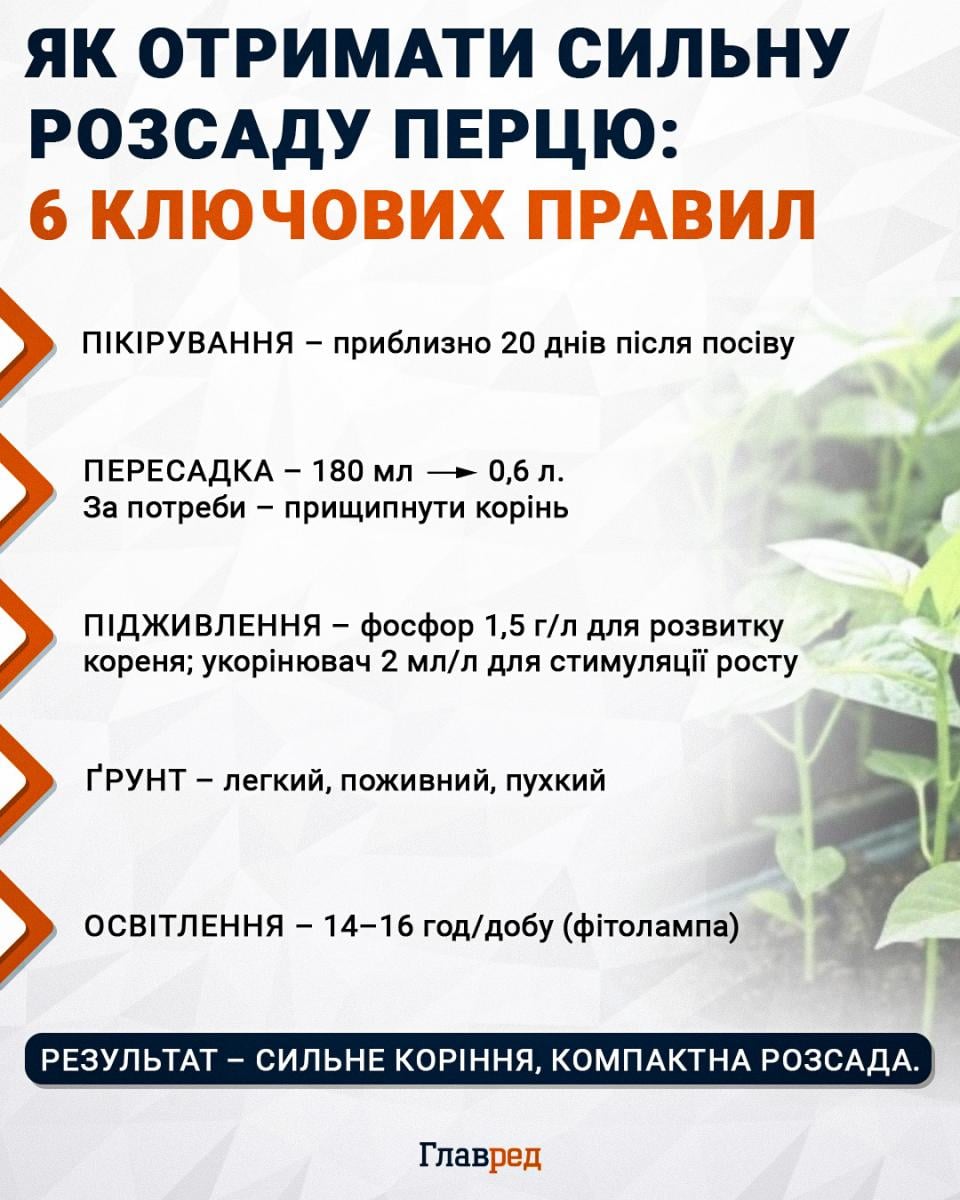 Як отримати сильну розсаду перцю: 6 ключових правил, перець, розсада