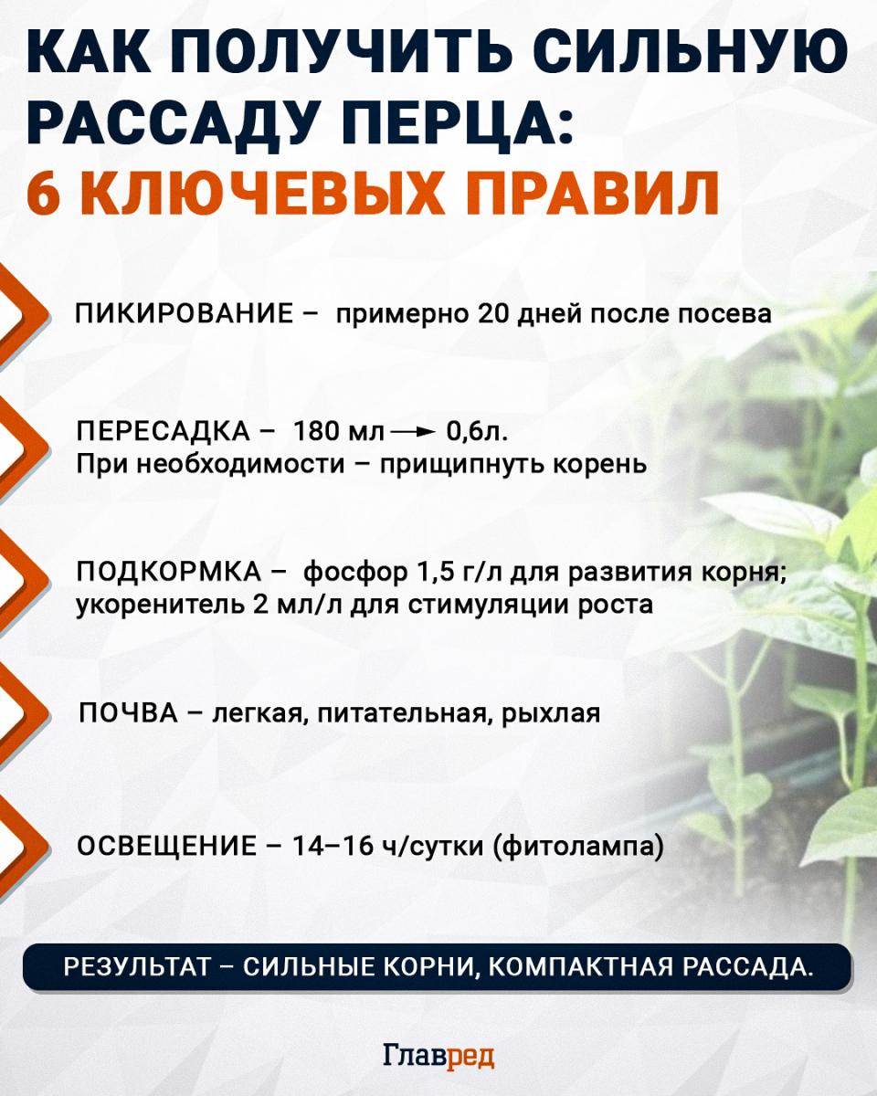 Как получить сильную рассаду перца: 6 ключевых правил, перец, рассада Как получить сильную рассаду перца: 6 ключевых правил, перец, рассада