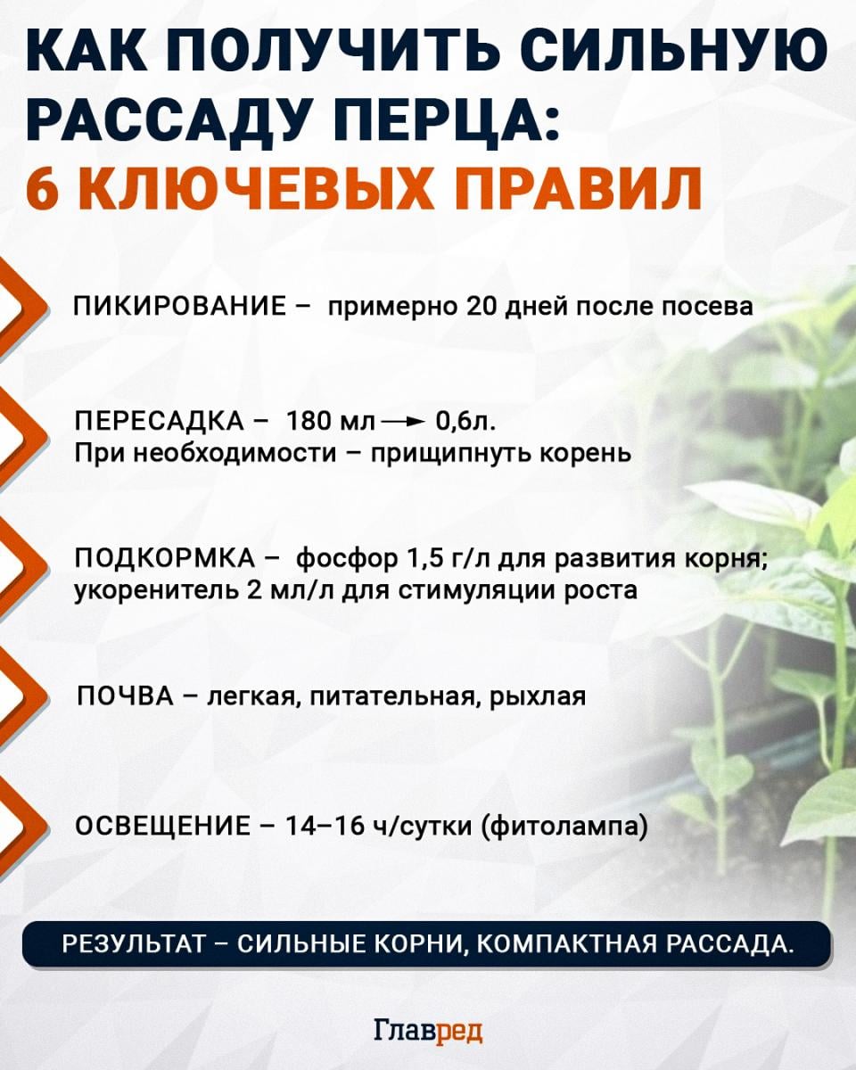 Как получить сильную рассаду перца: 6 ключевых правил, перец, рассада