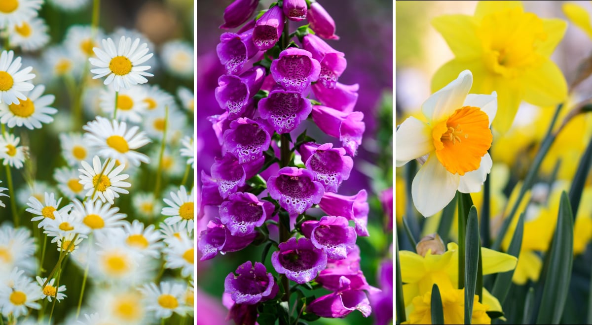 Отруйні рослини для собак 