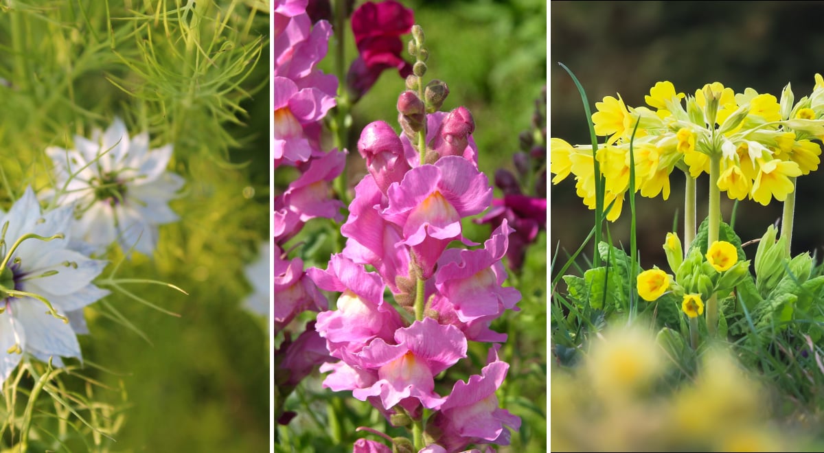 Квіти, безпечні для собак