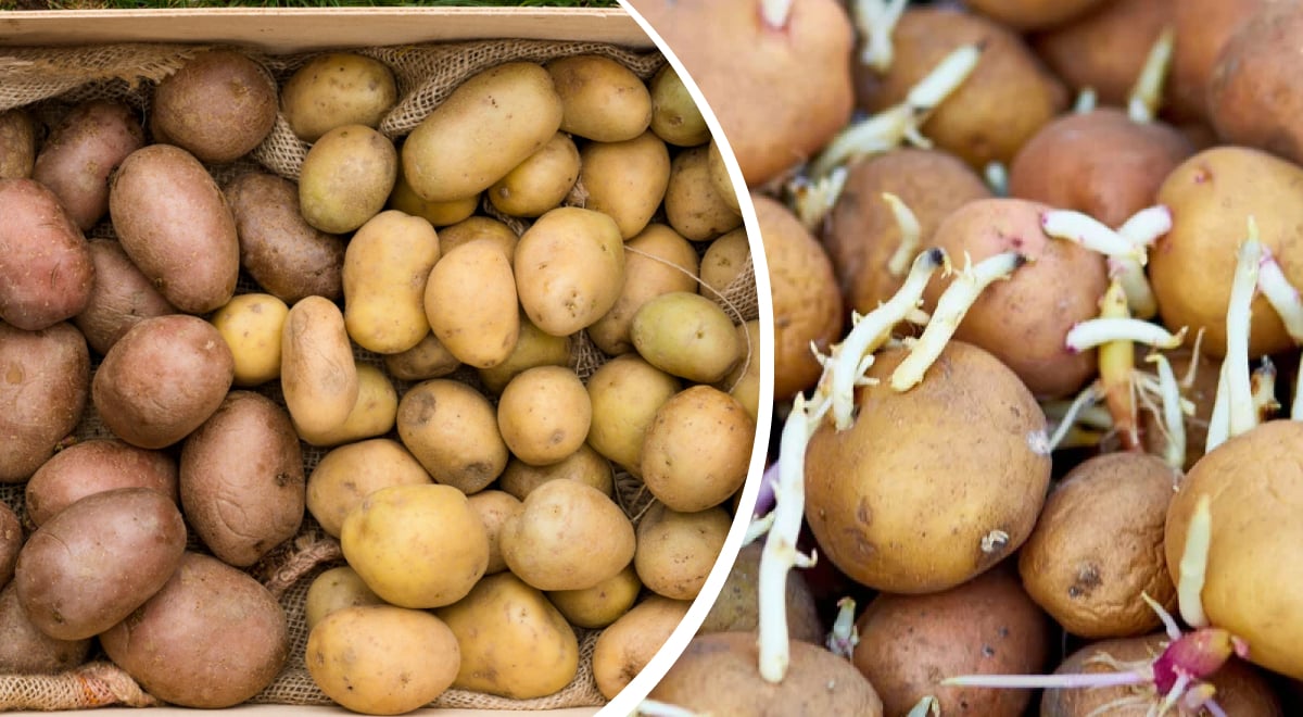 Картофель Картофель