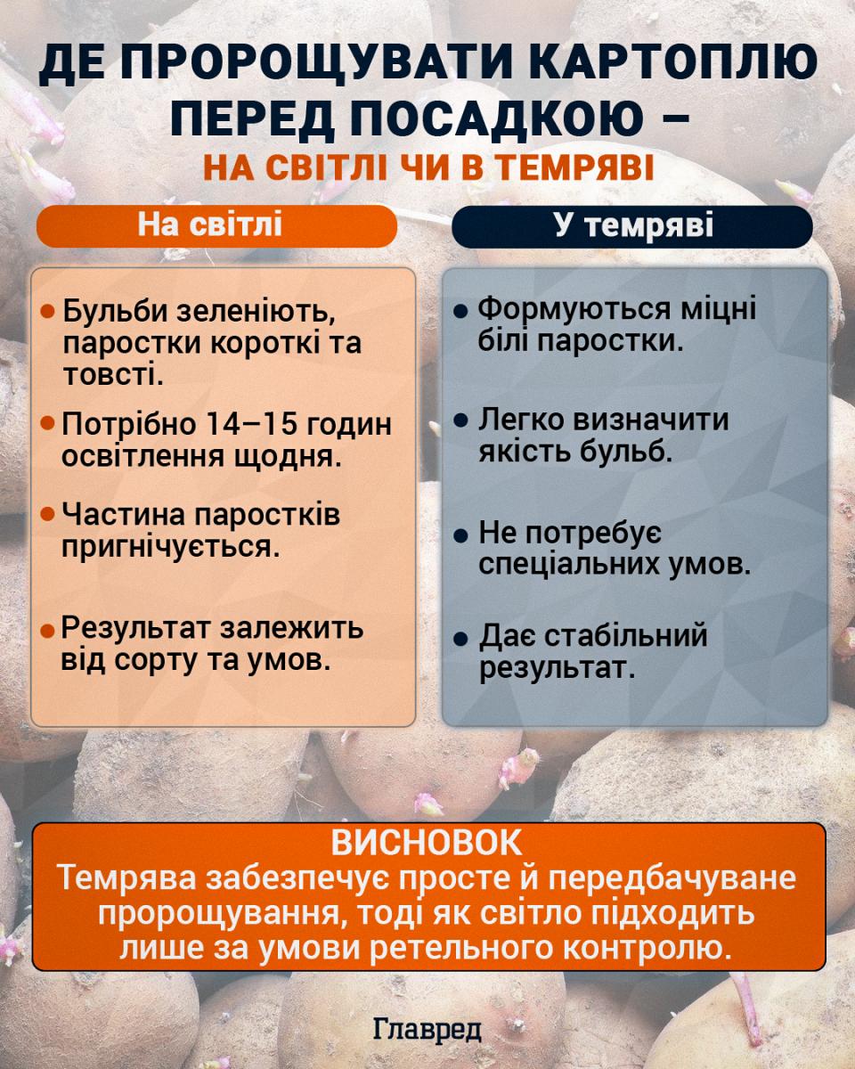 Де пророщувати картоплю перед посадкою