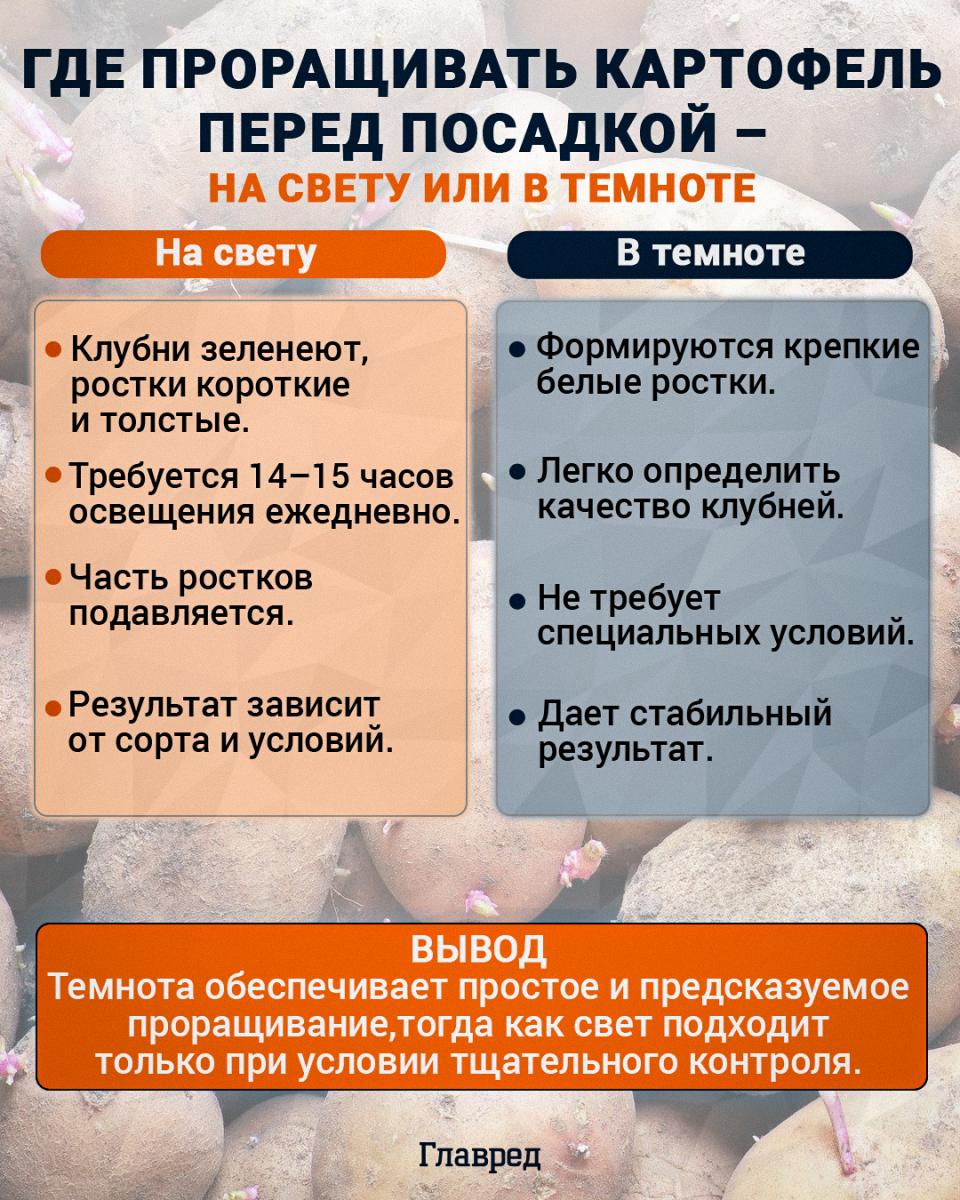 Где проращивать картофель перед посадкой