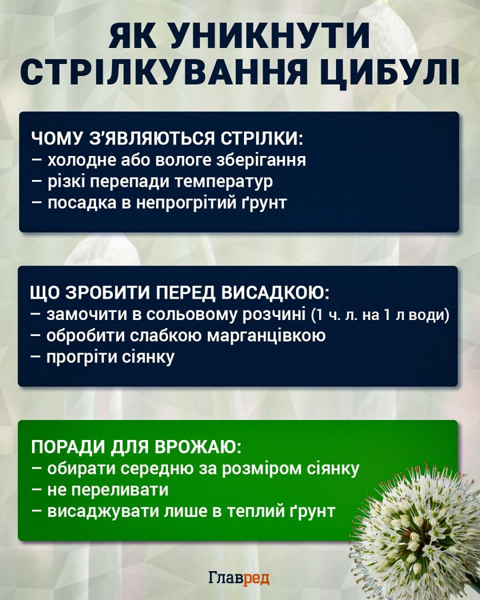 Що робити, щоб цибуля не йшла у стрілки