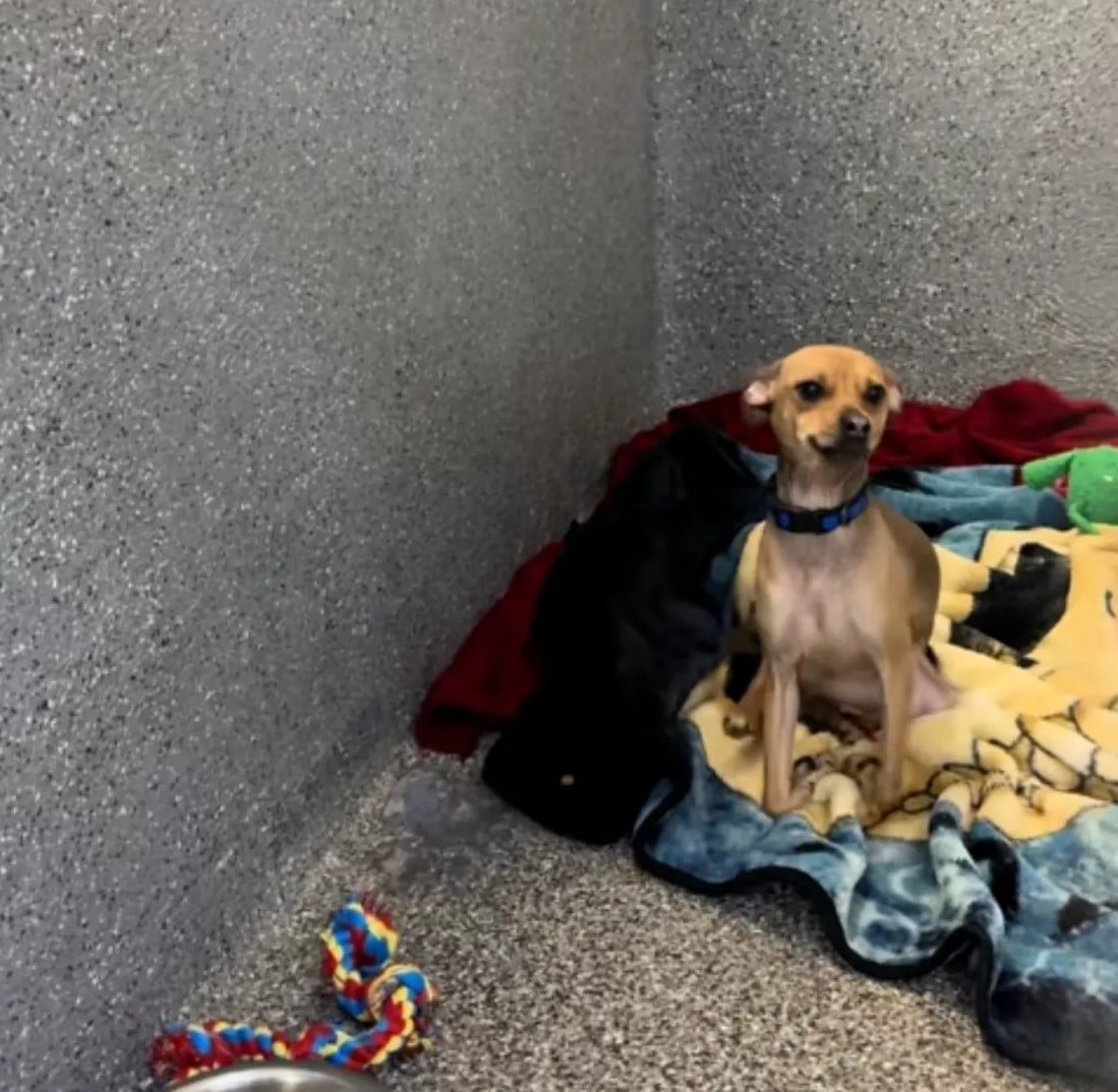 Пес на ім’я Фінн став більш тривожним, замкнутим і наляканим