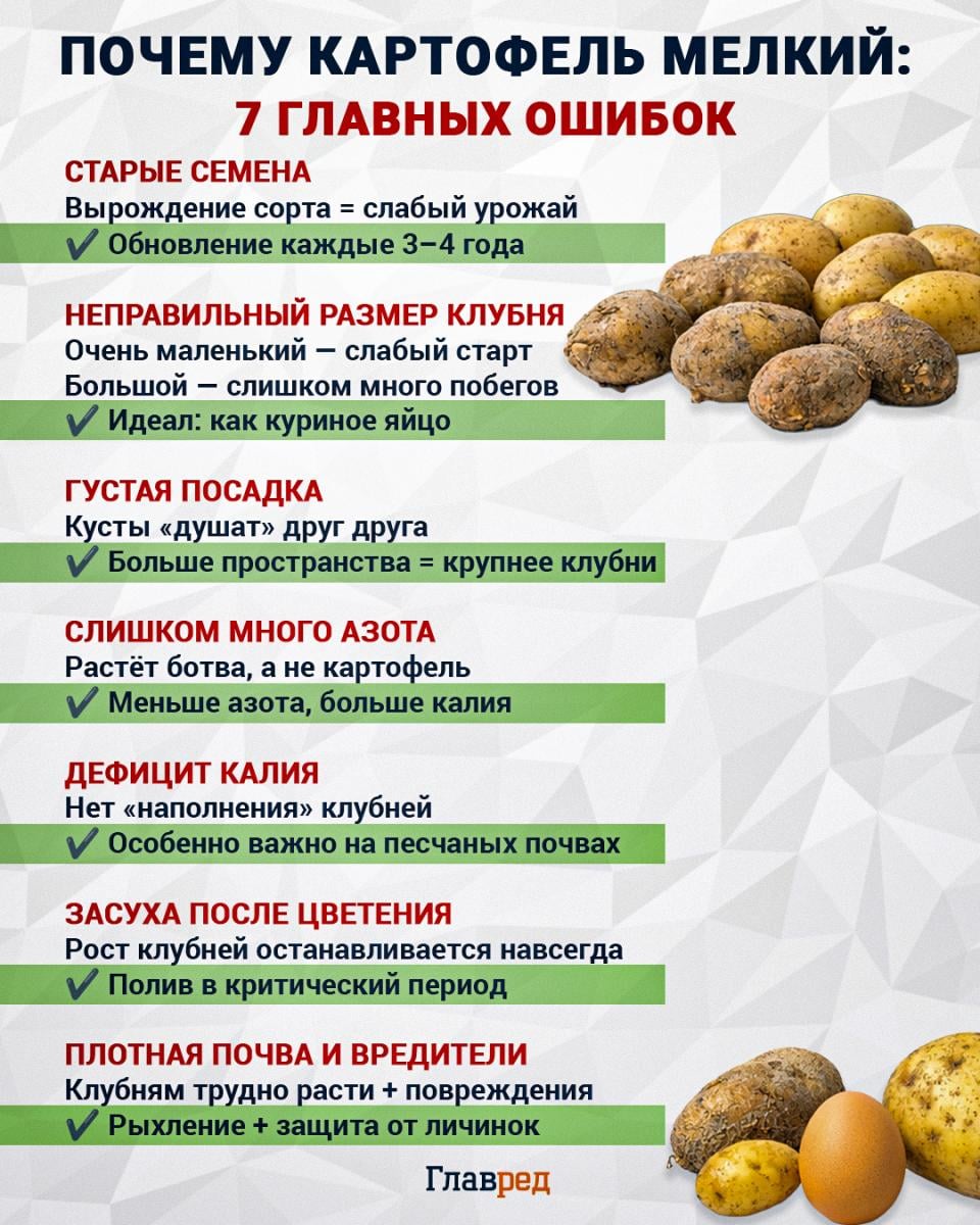 Почему картофель мелкий: 7 главных ошибок, картофель, картошка