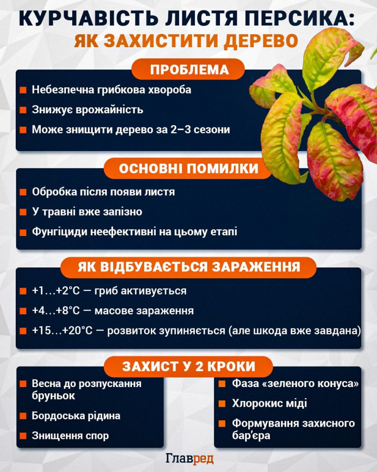 Курчавість листя персика - як захистити дерево