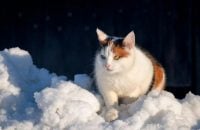 "Трохи посвіжішає": синоптик повідомила, де в Україні 2 березня буде найтепліше