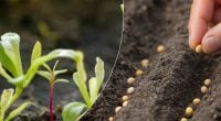 Как получить почти 100% всходов семян: огородник раскрыл простой суперспособ