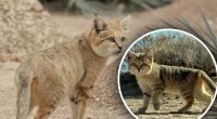 Гавкає як собака та полює на гадюк: чому ця кішка вражає навіть вчених