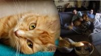 Смешно и очень жутко:  кошка подожгла хвост и удивила сеть