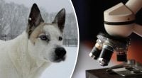 Результат ДНК-тесту собаки здивував господиню: у хаскі знайшли вовчі гени