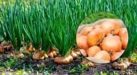 Лук вырастет огромным и без гнили: эксперты призвали посыпать грядку этой смесью