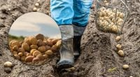 Розчарують урожаєм і якістю бульб: які сорти картоплі краще не садити цієї весни