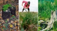Как уничтожить пень на участке: простой метод без лопаты