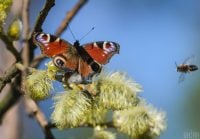 В Україну повертається тепло: синоптик порадувала свіжим прогнозом