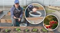 Весною під кожен кущ: чим підживити полуницю для солодких та великих ягід