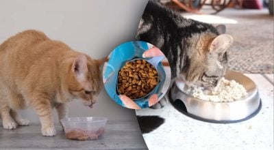 Що приховує корм для котів – секрети, про які мовчать виробники