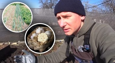 Березневий старт для часнику: дві обов’язкові дії для великих головок