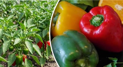 Рассада перца