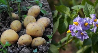 Відлякують жуків і збільшать урожай: які рослини потрібно посадити поруч з картоплею