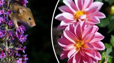 Китайський гороскоп на завтра