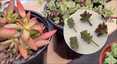 Чтобы суккуленты не тянулись вверх: как и когда нужно проводить обрезку