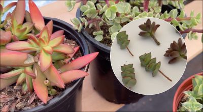 Суккуленты 