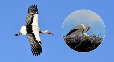 Чому після зими лелеки завжди повертаються в Україну: відповідь мало хто знає