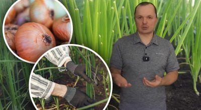 Лук вырастет размером с кулак: простая схема посева без пикировки