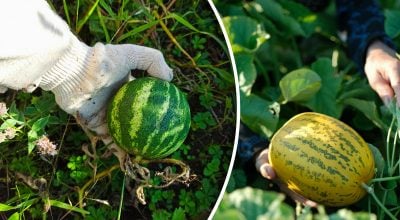Що буде, якщо посадити дині та кавуни поруч: 3 причини зробити це в 2026 році