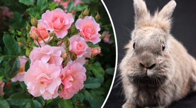 Китайський гороскоп на завтра 4 березня: Кроликам - бунт, Козлам - суперечки