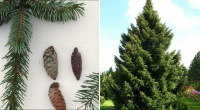 Морози, посуха і смог не страшні: яка ялина підходить для живоплоту