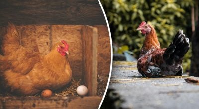 Що потрібно додати в корм курям, щоб вони добре неслися