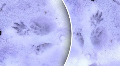 На Одещині помітили сліди рідкісного хижака: яка дика тварина там оселилася