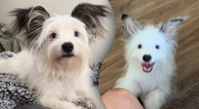 Маленька собака з великими вухами здивувала господиню