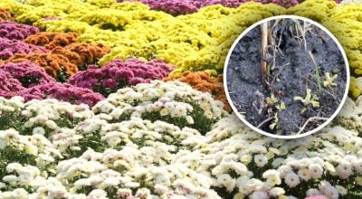 Проста дія вбереже кущ: що робити з хризантемами на початку весни